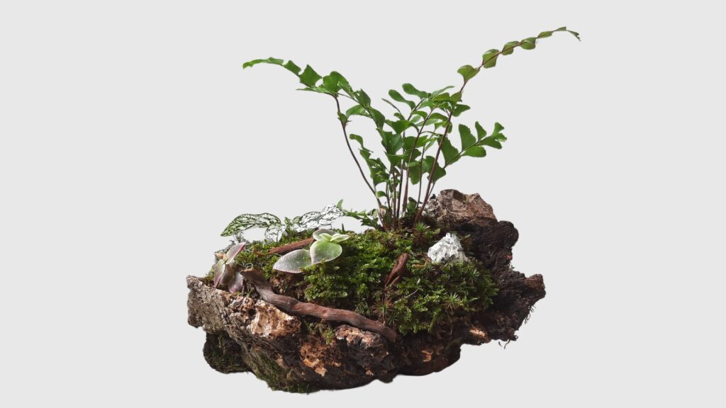créations végétales de plantes d'intérieur dans une écorce de liège.