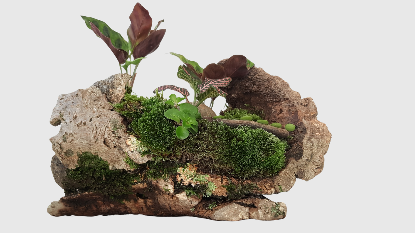 Compositions végétales de plantes d'intérieur dans une écorce de liège.